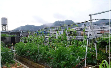 聽說了嗎，多米居然開始搞副業了？